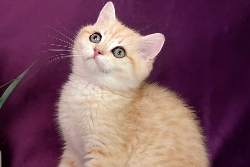 Kevin British Shorthair male, black golden spotted tabby