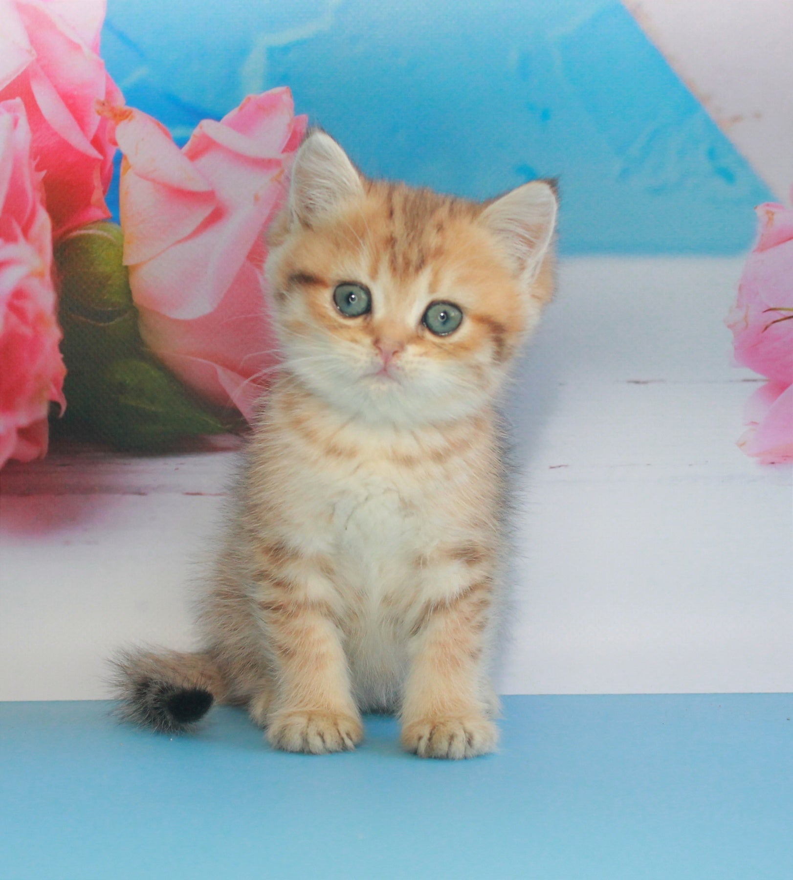 Mishka British Shorthair male, black golden spotted tabby