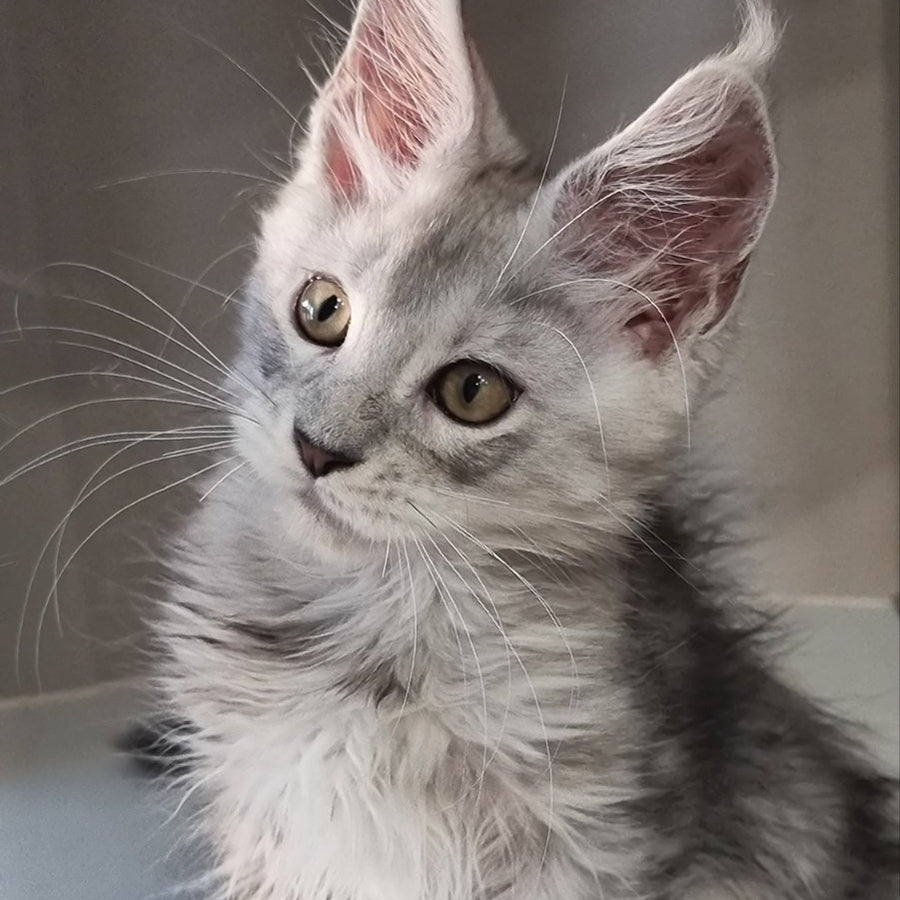 Elisa Maine Coon female, black silver tabby