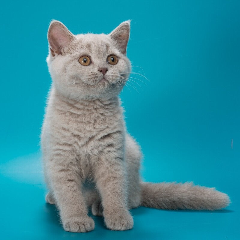 Oriana British Shorthair female, lilac