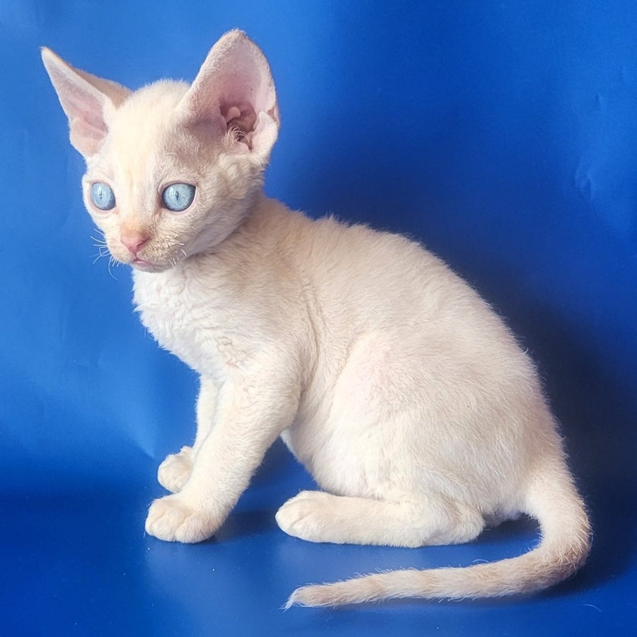 Marat Devon Rex male, chocolate tabby pointed