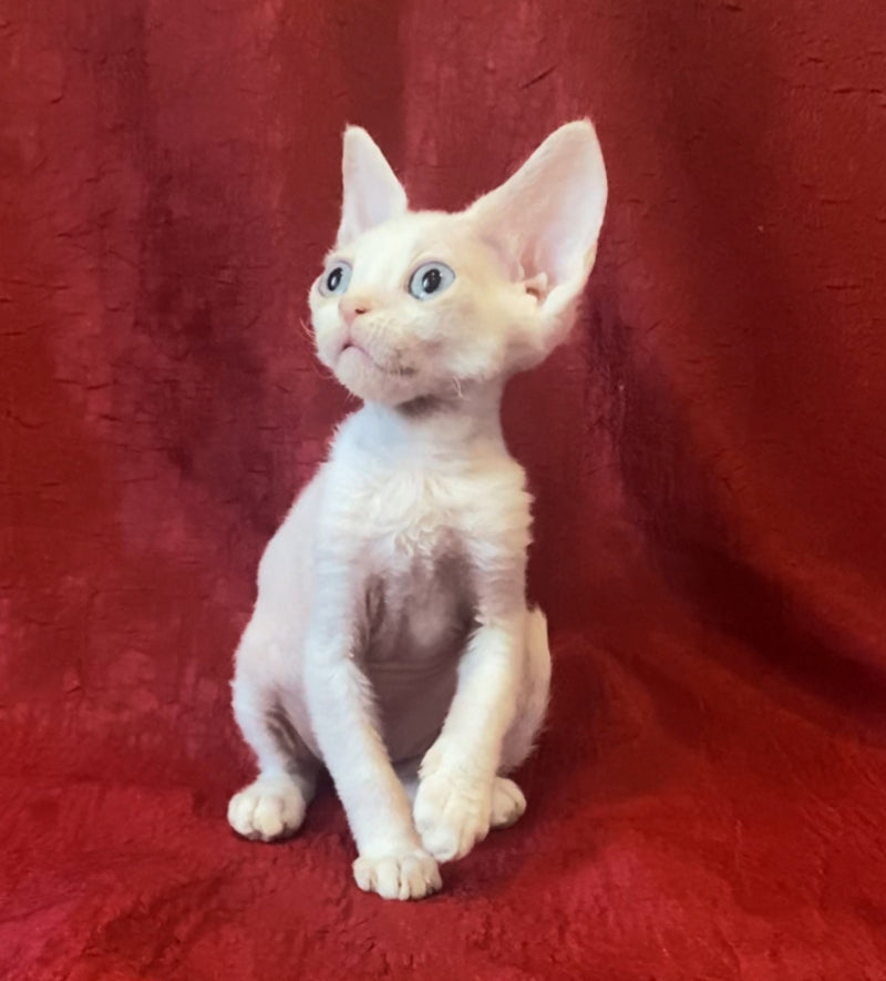 Zeus Devon Rex male, white
