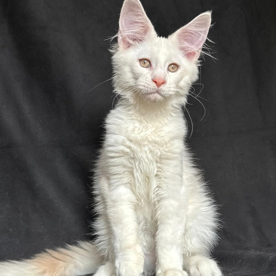 Juno Maine Coon male, red silver shaded