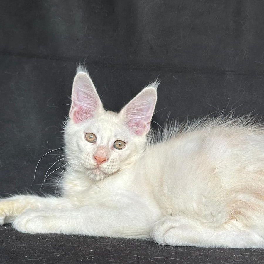 Jumbo Maine Coon polydactyl 6x6x6x6 male, red silver shaded
