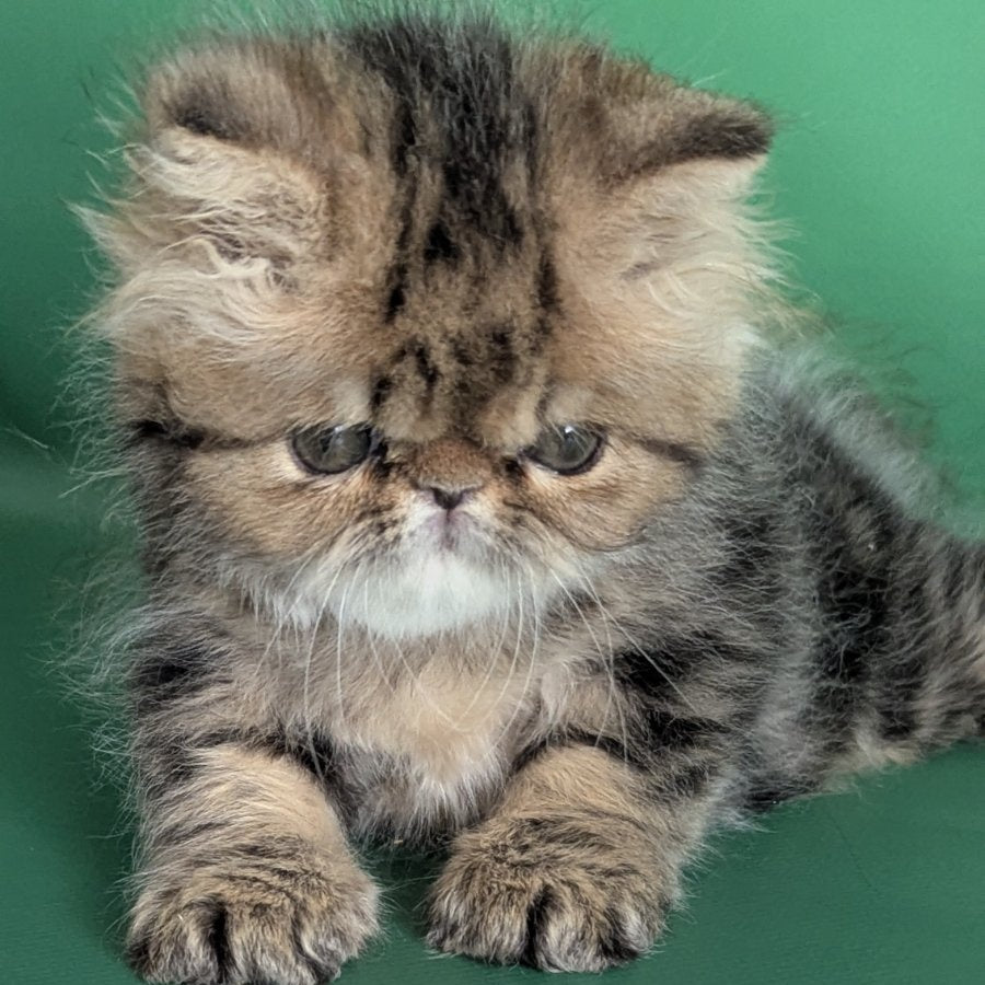 Tiara Persian female, black tabby