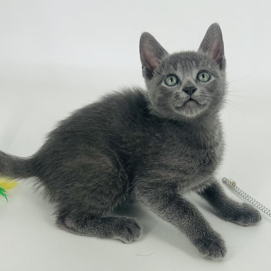 Aisha Russian Blue female, blue