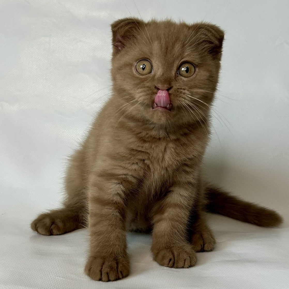 Lim Scottish Fold male, cinnamon