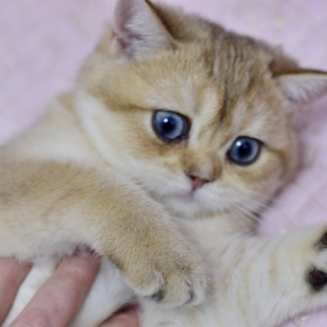 Infinity British Shorthair female, black golden shaded