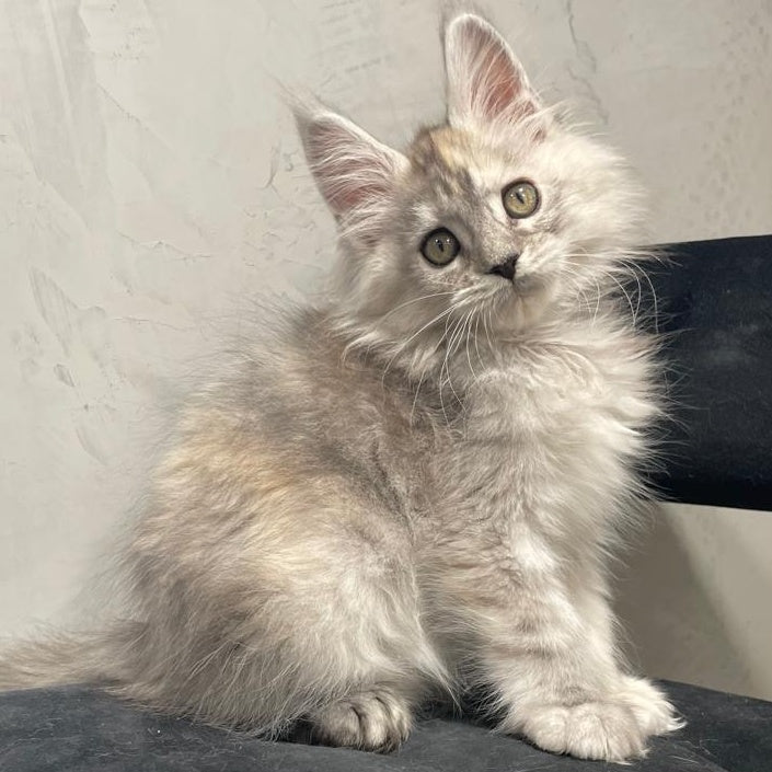 Tuffy Maine Coon polydactyl 5x6x6x6 female, black tortie silver