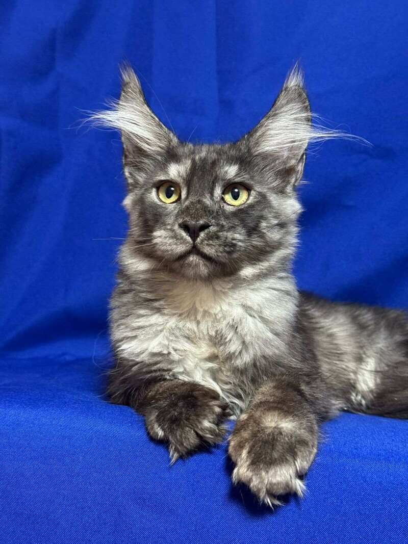 Briz Maine Coon male, black silver