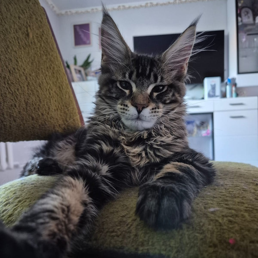 Kaiser Maine Coon male, black tabby