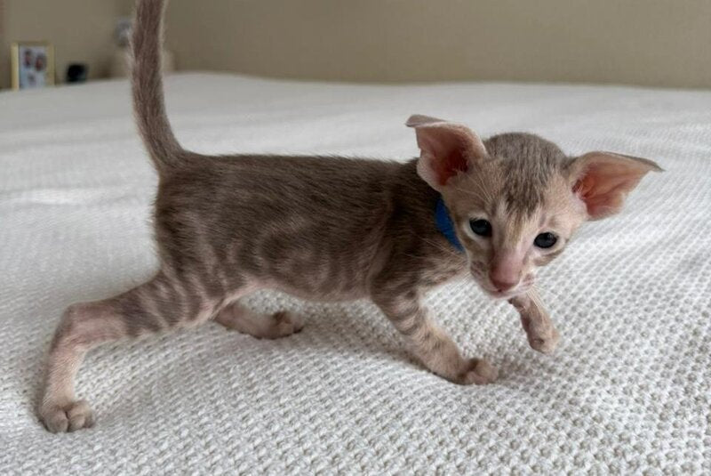 Atlas Oriental Shorthair male lilac tabby - live animals
