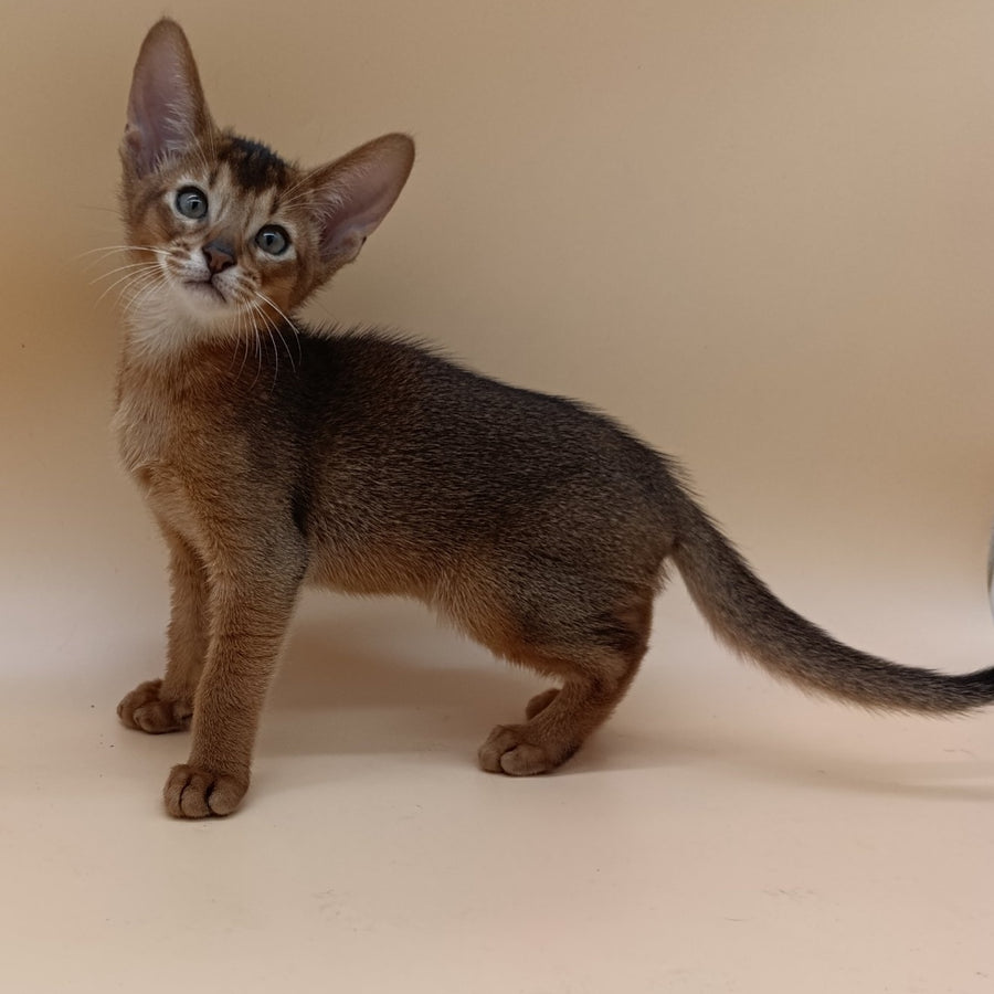 Morgan Abyssinian male, black