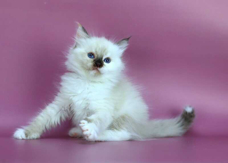 Elli Siberian female black tortie with white pointed - live animals