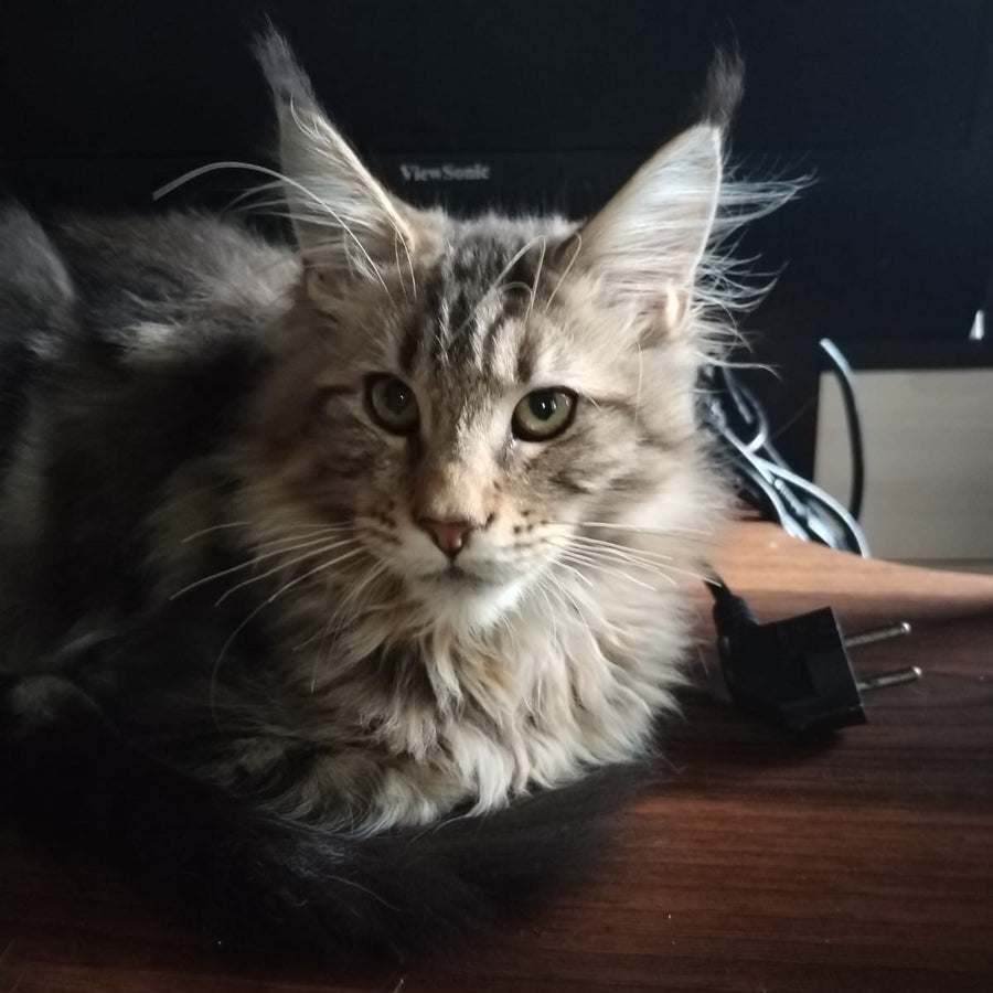 Yarik Maine Coon male, black tabby