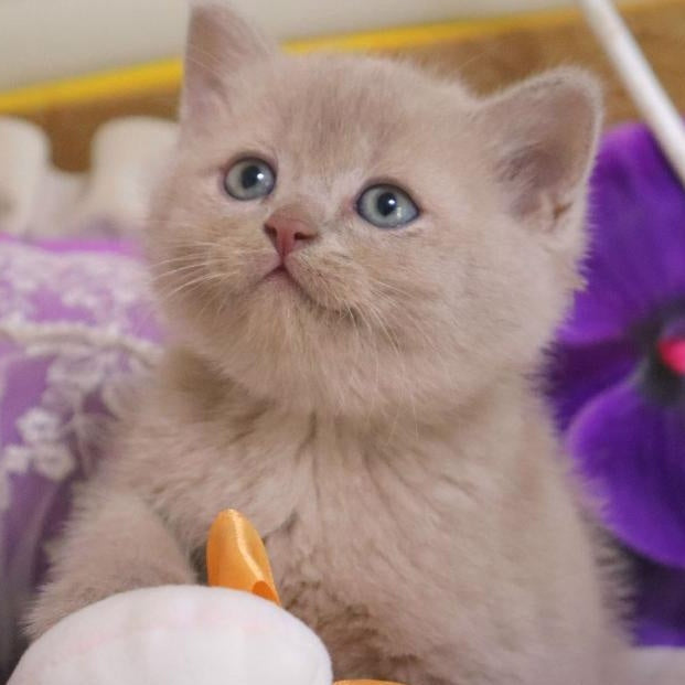 Cake British Shorthair male, fawn