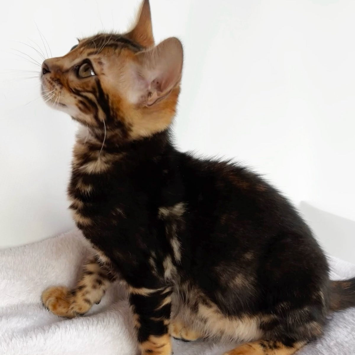 Drakula Bengal male, black tabby