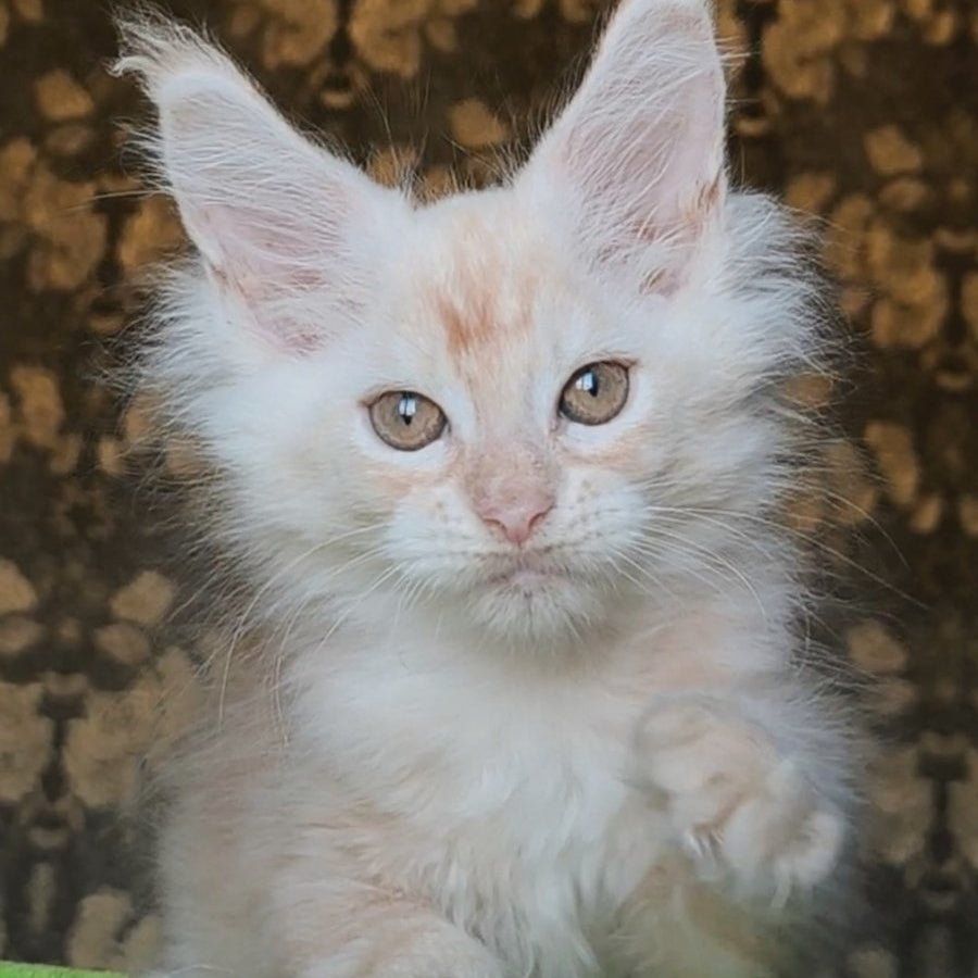 Ilyusha Maine Coon male, cream silver tabby