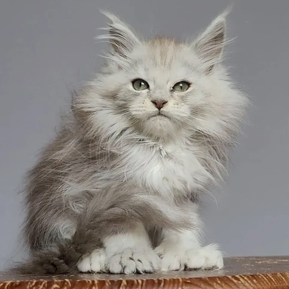 Harold Maine Coon polydactyl 6x6x6x6 male, black silver tabby