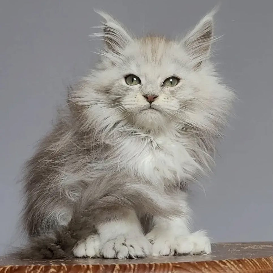 Harold Maine Coon polydactyl 6x6x6x6 male, black silver tabby