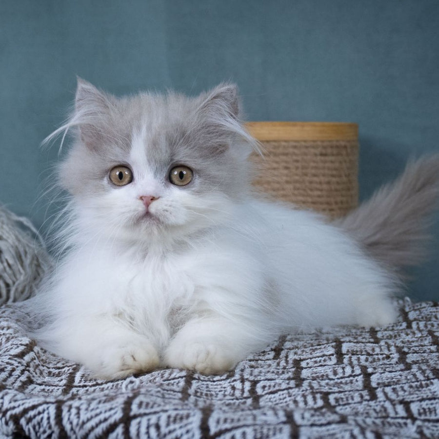 Elektra Selkirk Rex female, lilac harlequin