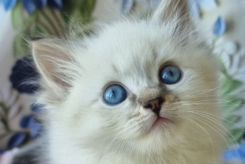 Yanis Siberian male, black tabby pointed with white