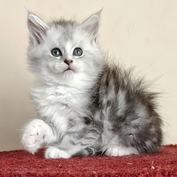 Happy Maine Coon female, black silver ticked tabby with white
