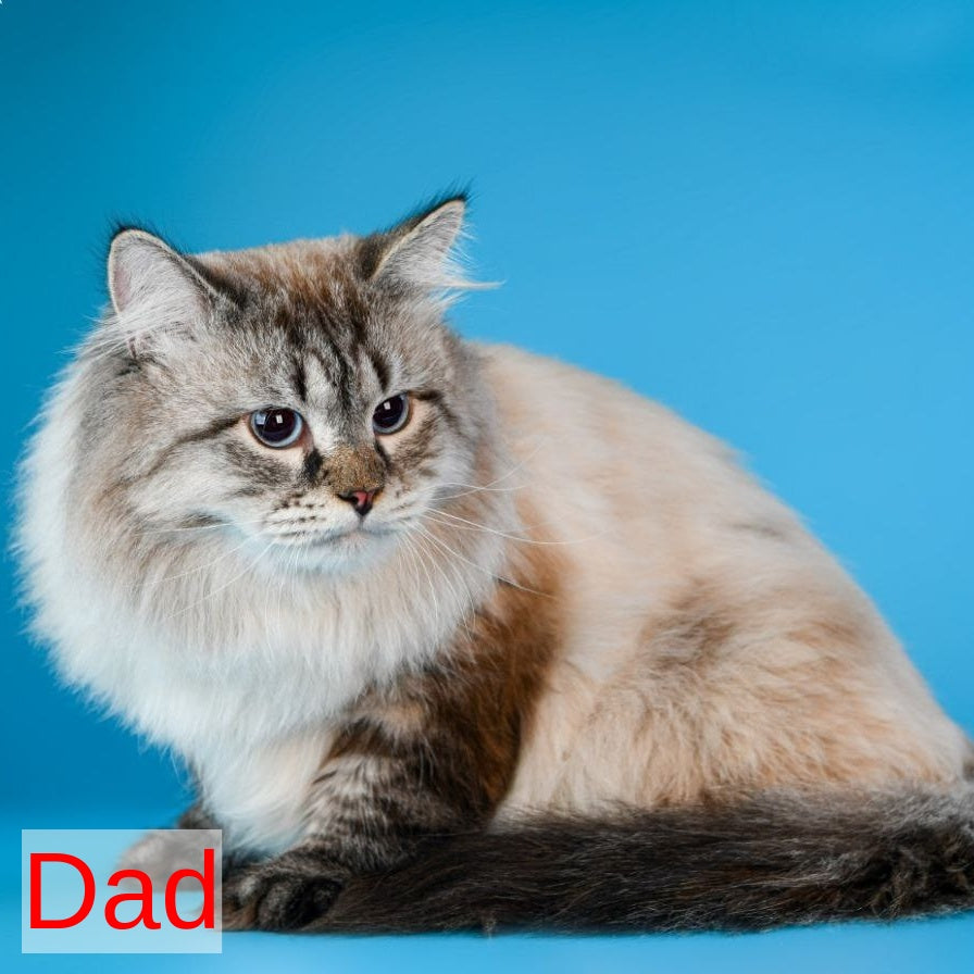 Blanka Siberian female, black tabby pointed