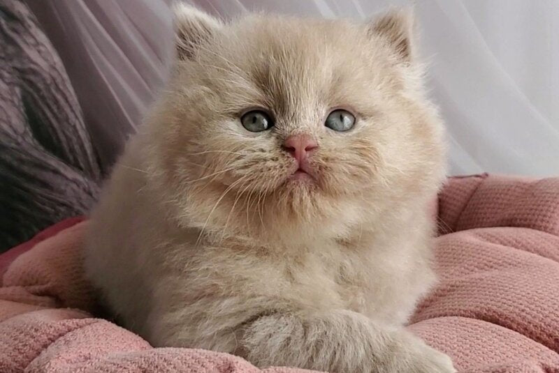 Teo British Longhair male fawn - live animals