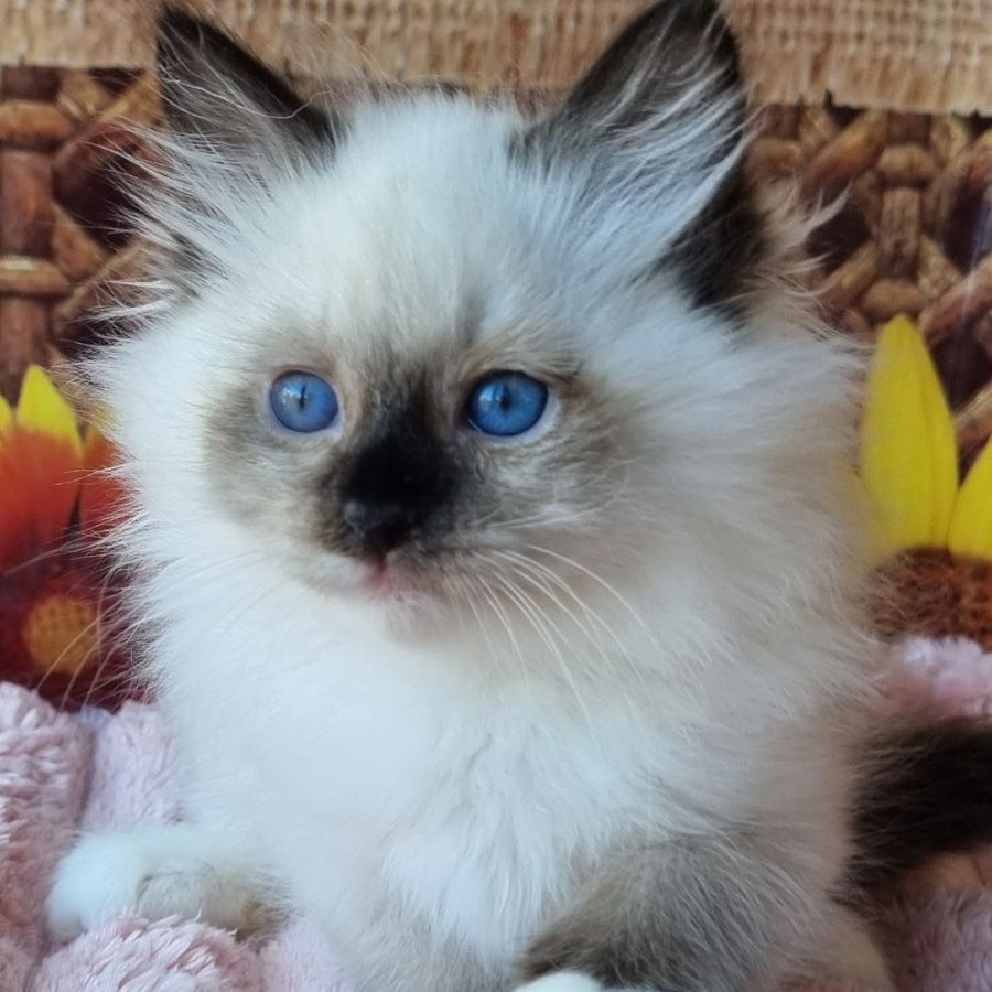 Demyan Siberian male, black pointed with white
