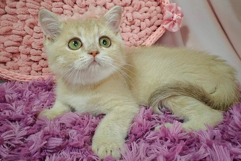 Odri British Shorthair female, lilac golden shaded