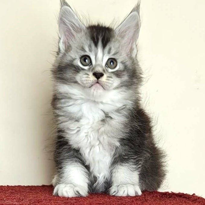Holiday Maine Coon male, black silver ticked tabby with white