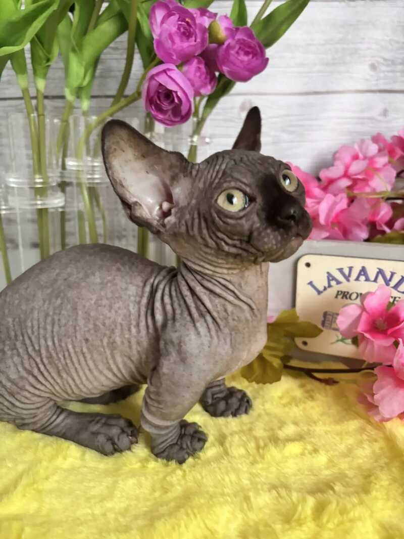 Bali Bambino male black - live animals