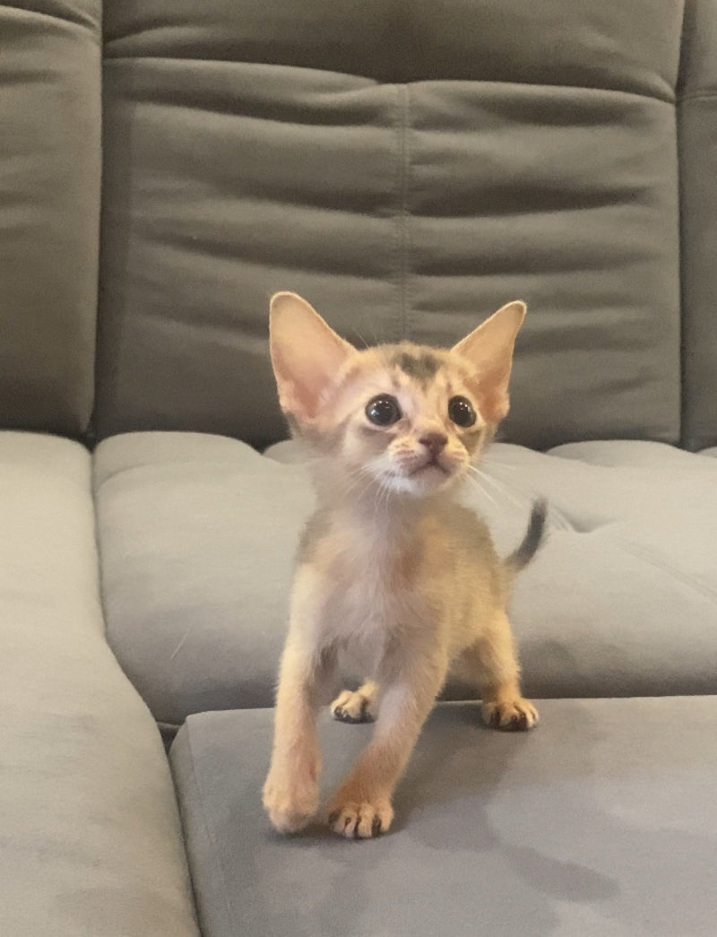 Dominica Abyssinian female, blue