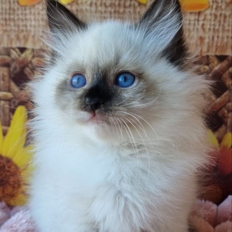 Demyan Siberian male, black pointed with white