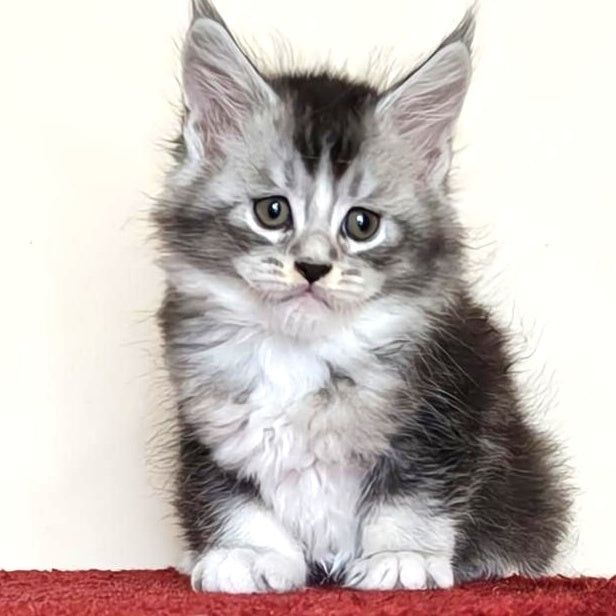 Holiday Maine Coon male, black silver ticked tabby with white