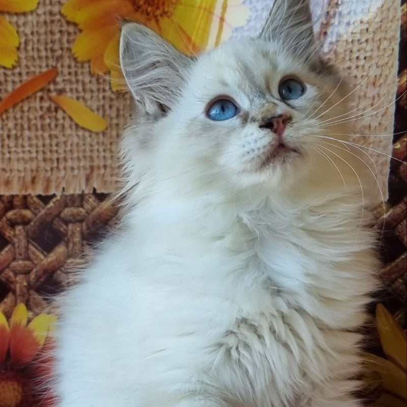 Ctefan Siberian male, black tabby pointed with white