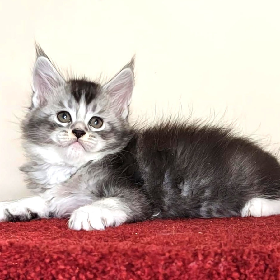 Holiday Maine Coon male, black silver ticked tabby with white