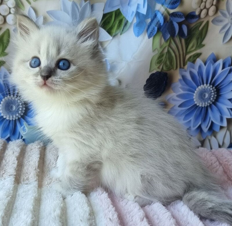 Yvette Siberian female blue tabby pointed with white - live animals