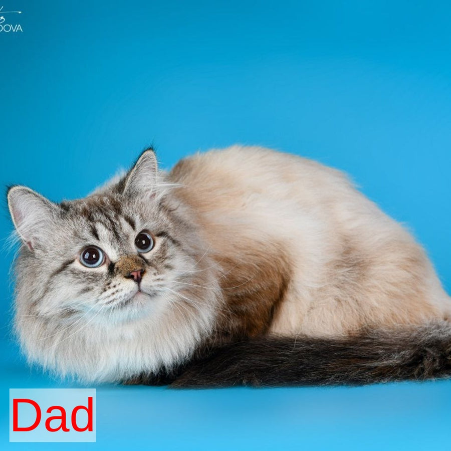 Anjelyka Siberian female, blue tabby pointed with white