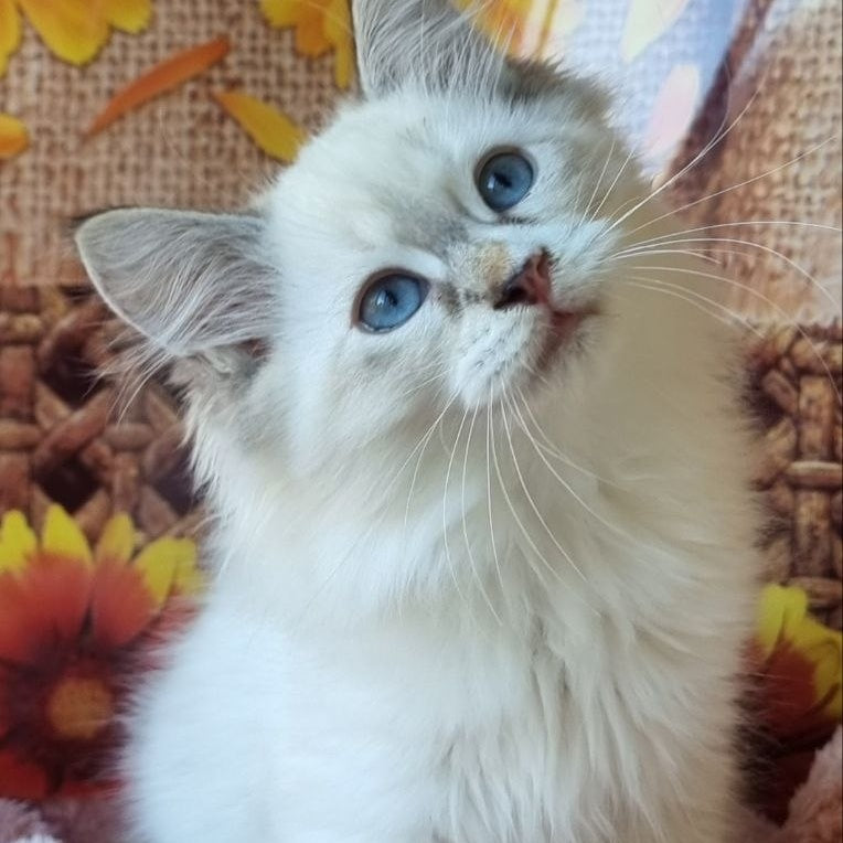 Ctefan Siberian male, black tabby pointed with white