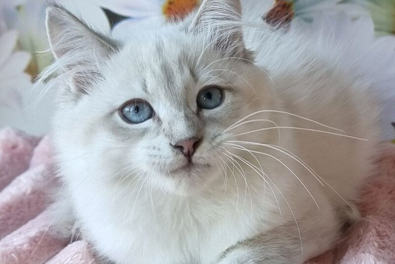 Riana Siberian female, blue tabby pointed