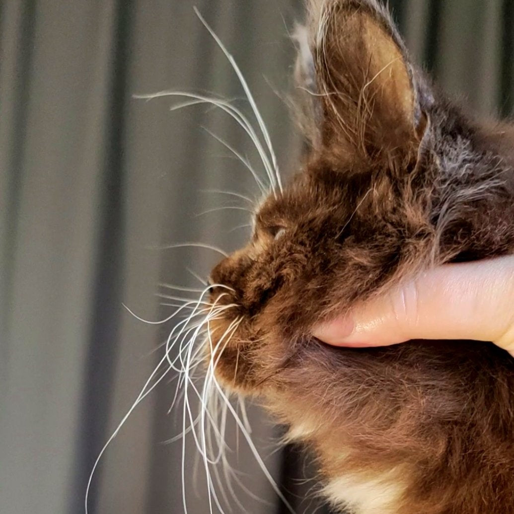 Domovoi Maine Coon male, black silver with white