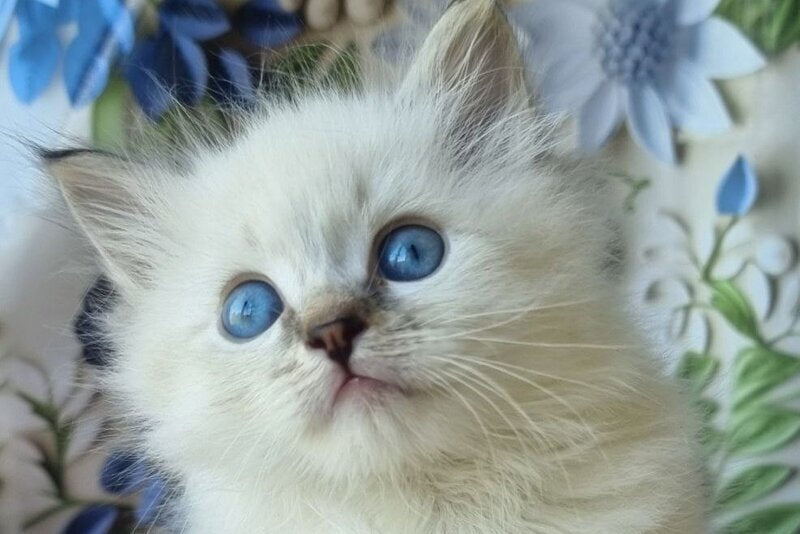 Yanis Siberian male, black tabby pointed with white