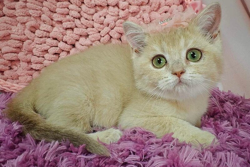 Odri British Shorthair female, lilac golden shaded