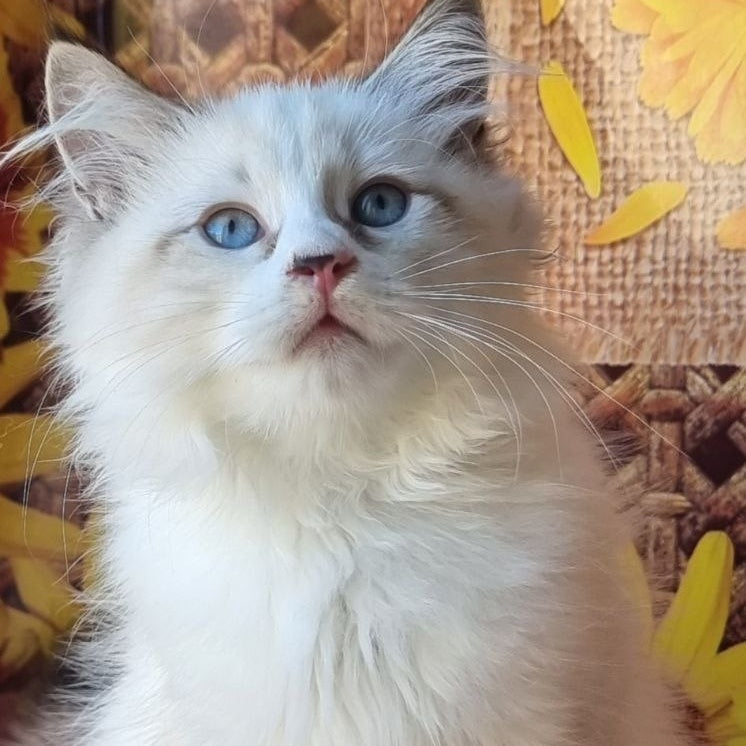 Caleb Siberian male, seal tabby pointed with white