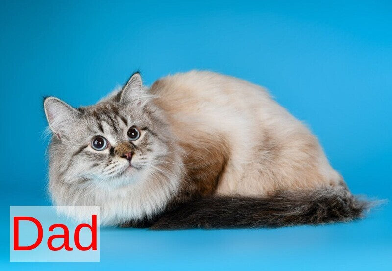 Yvette Siberian female blue tabby pointed with white - live animals