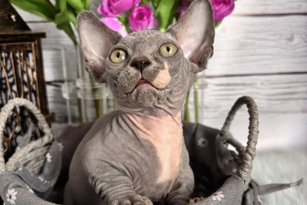 Barni Bambino male blue bicolour - live animals