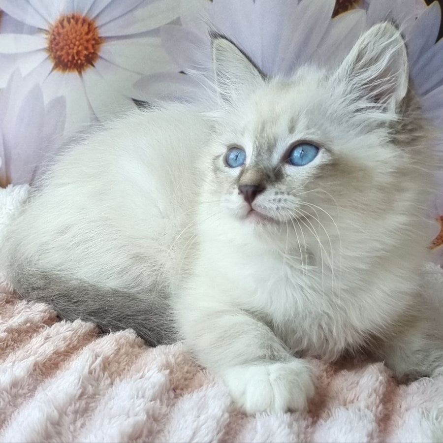 Brygytta Siberian female, black tabby pointed with white