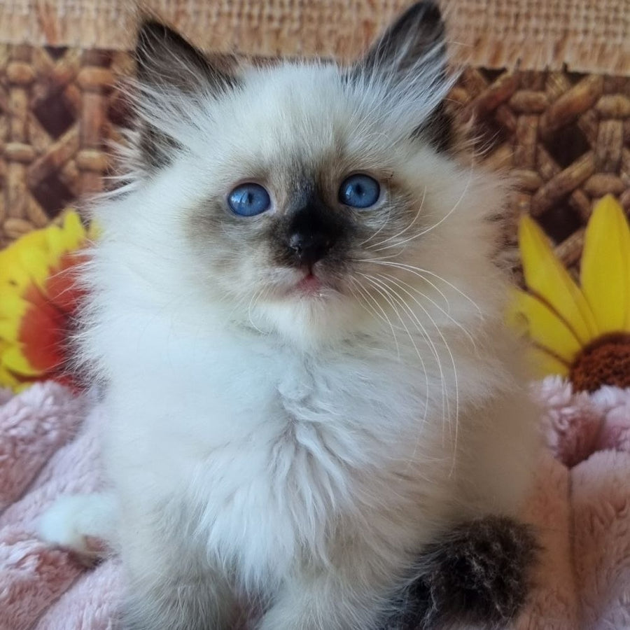 Demyan Siberian male, black pointed with white